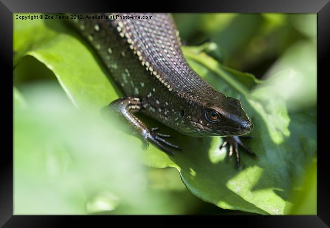 Macro photograph of a common sun skink taken in Ma Framed Print by Zoe Ferrie