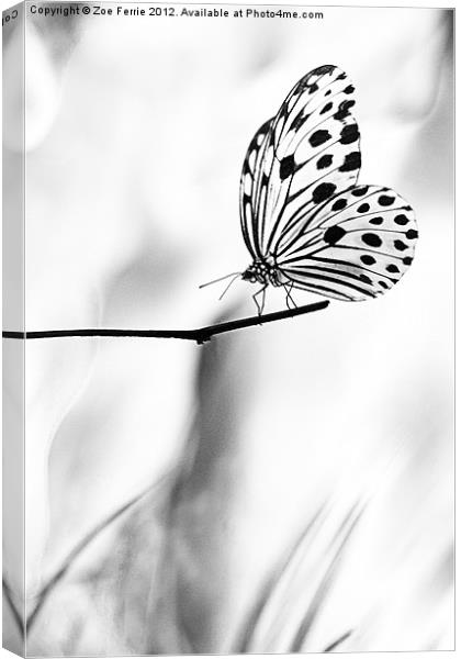 The Paper Kite Butterfly in B&W Canvas Print by Zoe Ferrie