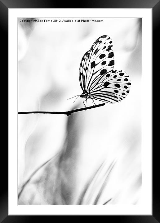 The Paper Kite Butterfly in B&W Framed Mounted Print by Zoe Ferrie