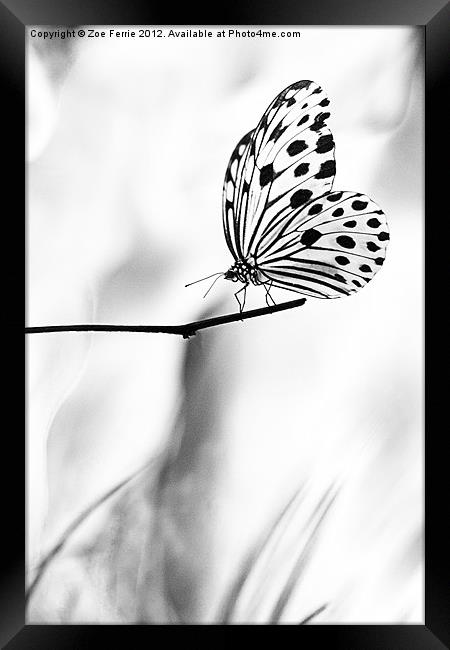 The Paper Kite Butterfly in B&W Framed Print by Zoe Ferrie