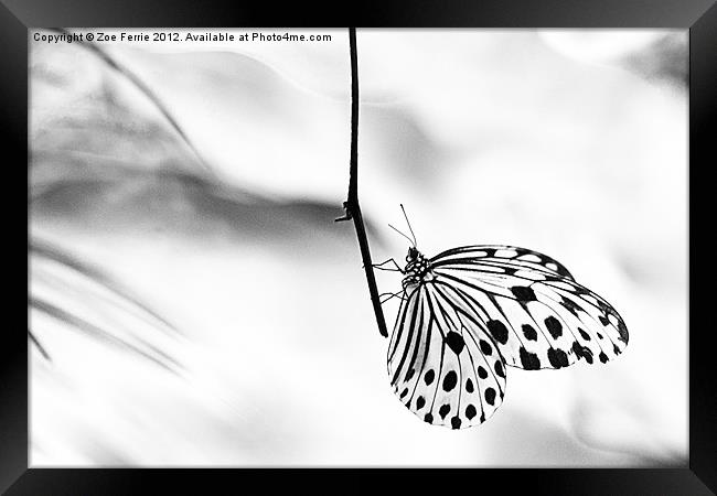 The Paper Kite Butterfly in B&W Framed Print by Zoe Ferrie