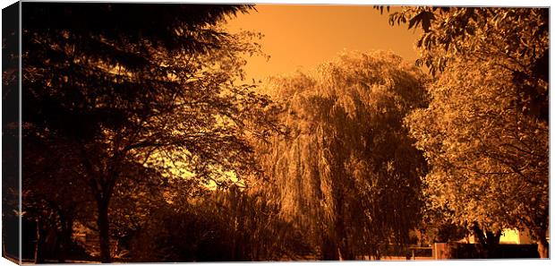 Weeping Willow Tree in Sepia tone Canvas Print by John Boekee
