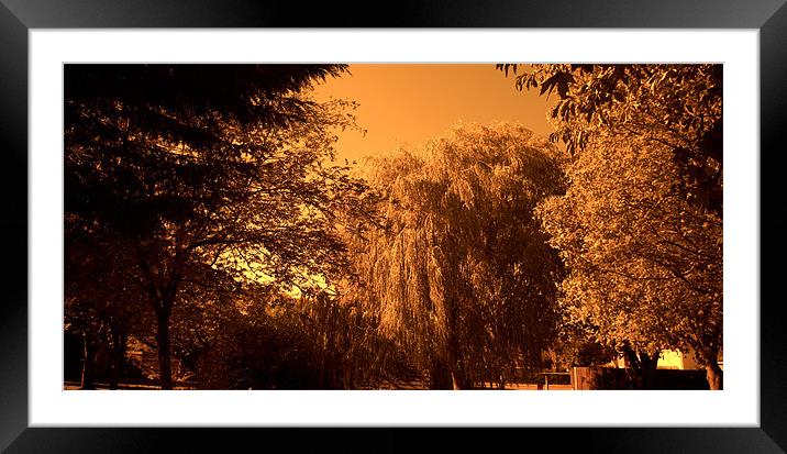 Weeping Willow Tree in Sepia tone Framed Mounted Print by John Boekee