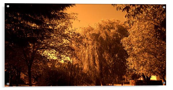 Weeping Willow Tree in Sepia tone Acrylic by John Boekee