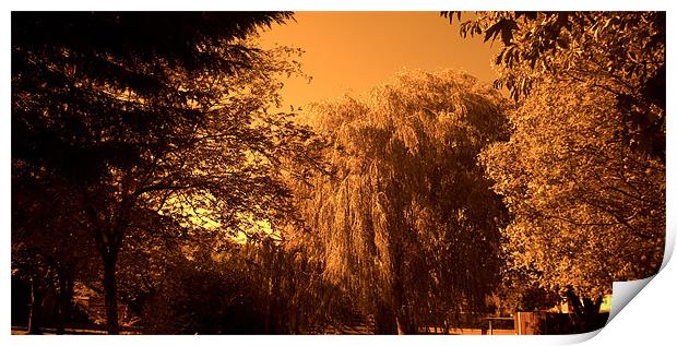 Weeping Willow Tree in Sepia tone Print by John Boekee