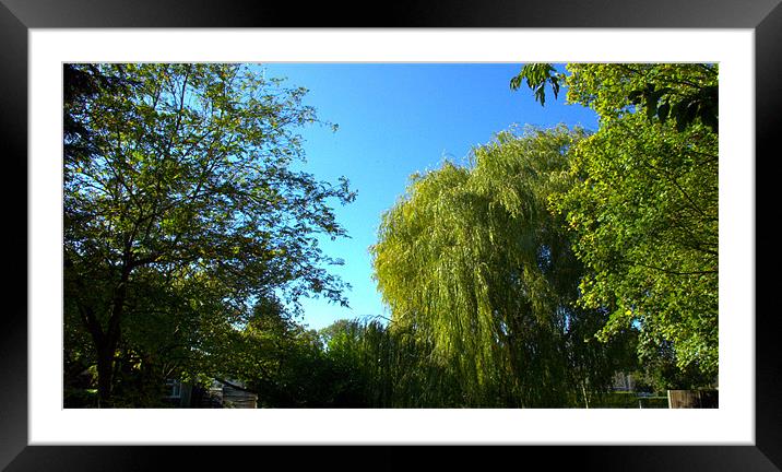 Weeping Willow Tree Framed Mounted Print by John Boekee