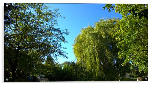 Weeping Willow Tree Acrylic by John Boekee