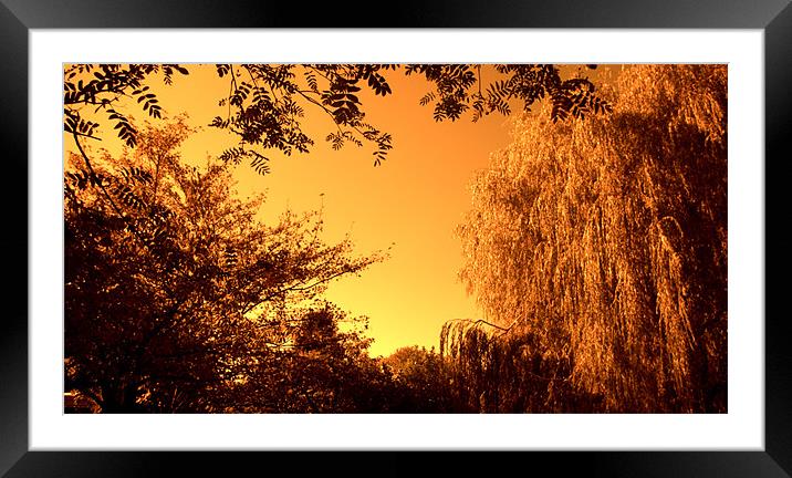 Weeping Willow Tree Framed Mounted Print by John Boekee