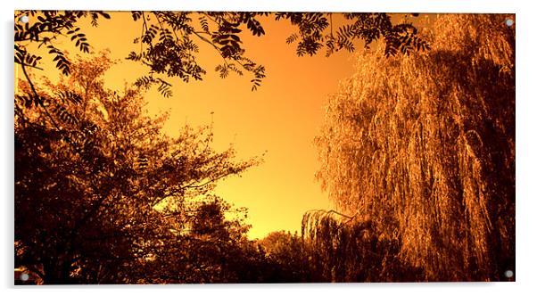 Weeping Willow Tree Acrylic by John Boekee