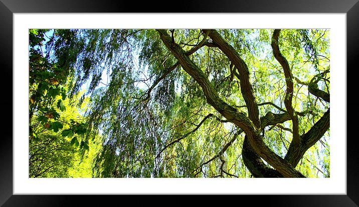 Weeping Willow Tree with blue sky Framed Mounted Print by John Boekee