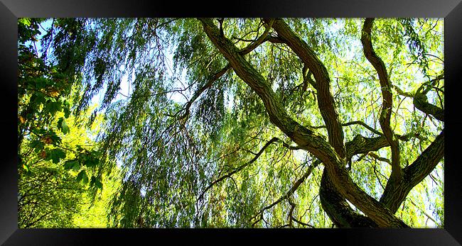 Weeping Willow Tree with blue sky Framed Print by John Boekee