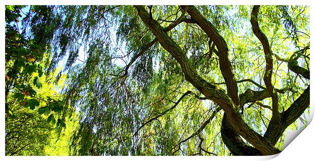 Weeping Willow Tree with blue sky Print by John Boekee