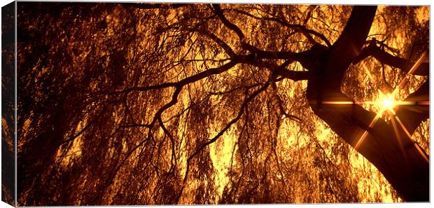 Sun Thought the Trees Canvas Print by John Boekee