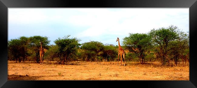 Giraffes in the wild Framed Print by Emma Treeby