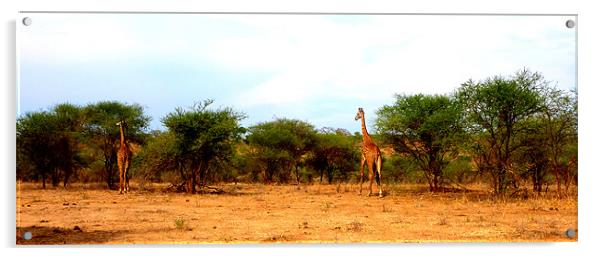 Giraffes in the wild Acrylic by Emma Treeby