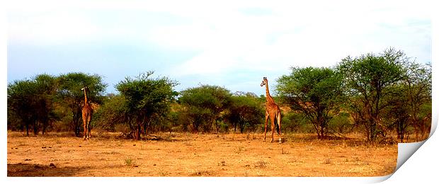 Giraffes in the wild Print by Emma Treeby