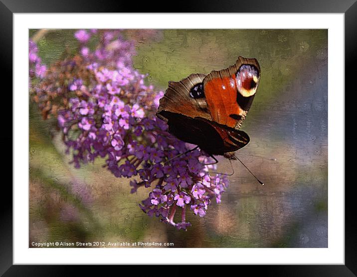 Peacock on Buddleia Framed Mounted Print by Alison Streets
