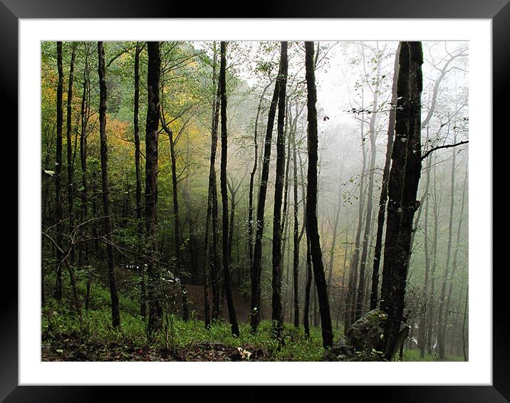 Fog in Forest Framed Mounted Print by Shervin Moshiri