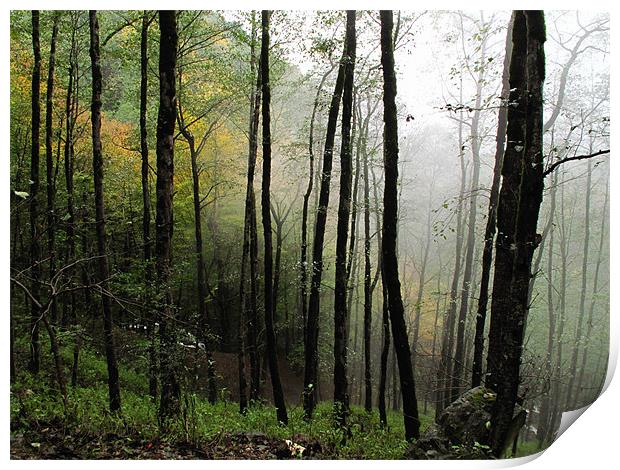 Fog in Forest Print by Shervin Moshiri