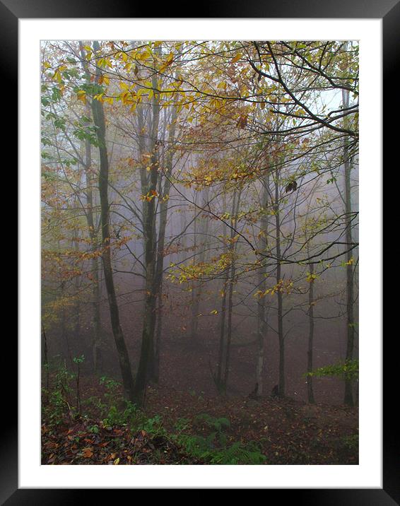 Fog in Forest Framed Mounted Print by Shervin Moshiri
