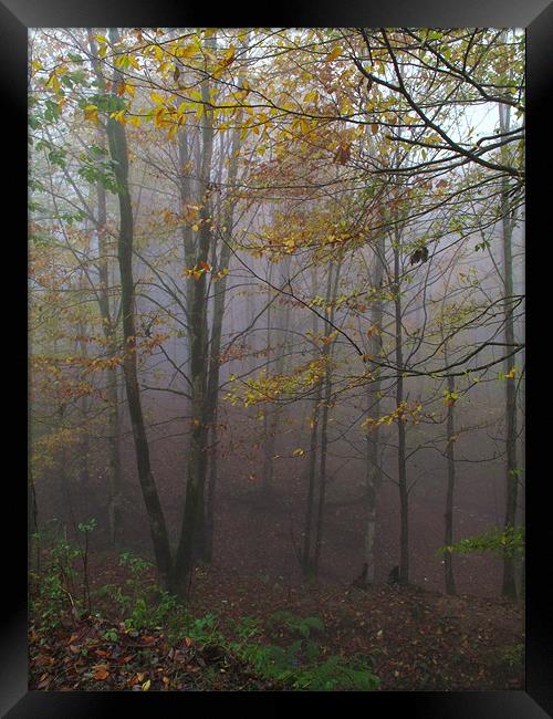 Fog in Forest Framed Print by Shervin Moshiri