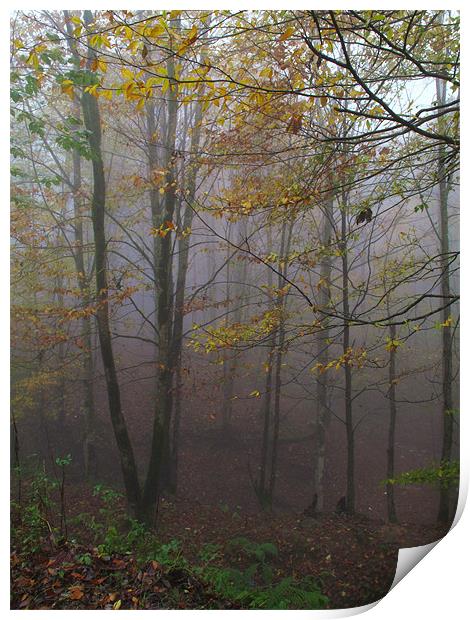 Fog in Forest Print by Shervin Moshiri