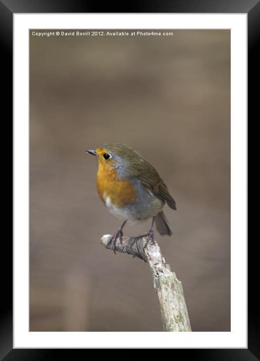 Robin (Erithacus Rubecula) Framed Mounted Print by David Borrill