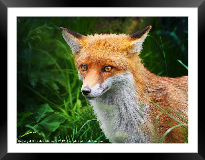Wild Red Fox, Vulpes vulpes Framed Mounted Print by Debbie Metcalfe