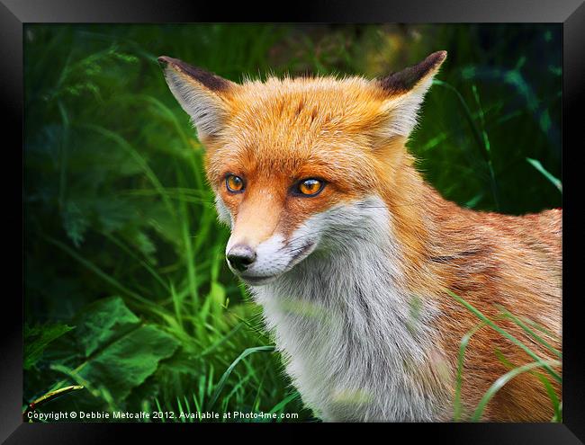 Wild Red Fox, Vulpes vulpes Framed Print by Debbie Metcalfe
