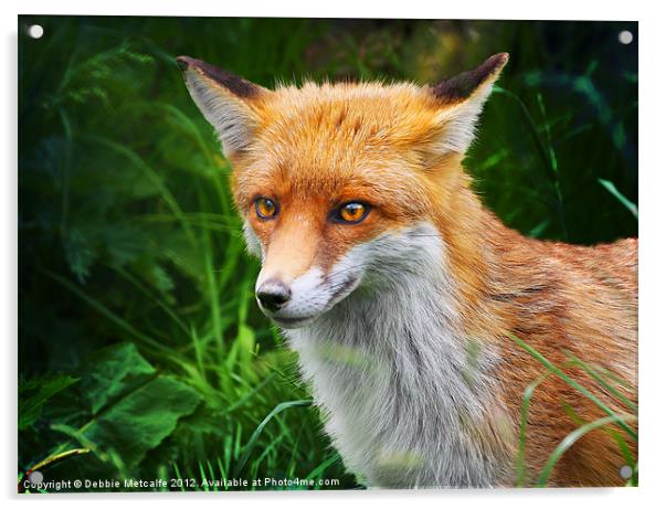 Wild Red Fox, Vulpes vulpes Acrylic by Debbie Metcalfe