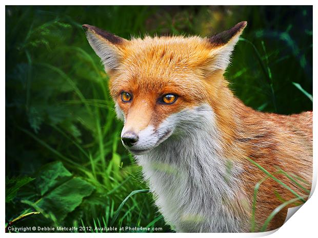 Wild Red Fox, Vulpes vulpes Print by Debbie Metcalfe
