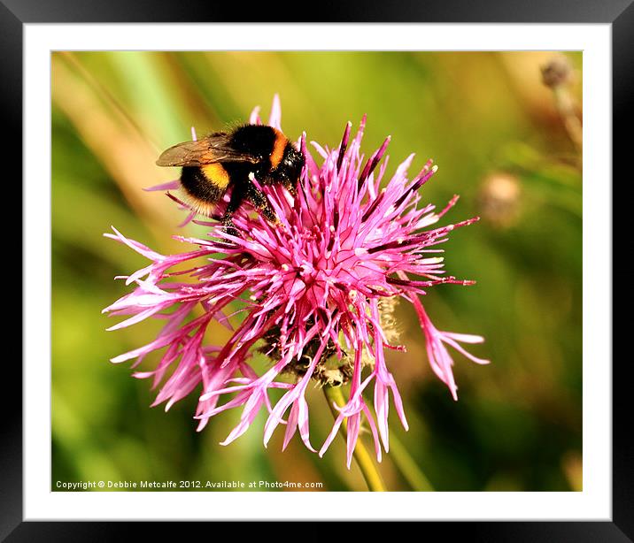 Bumble Bee nectar hunt Framed Mounted Print by Debbie Metcalfe