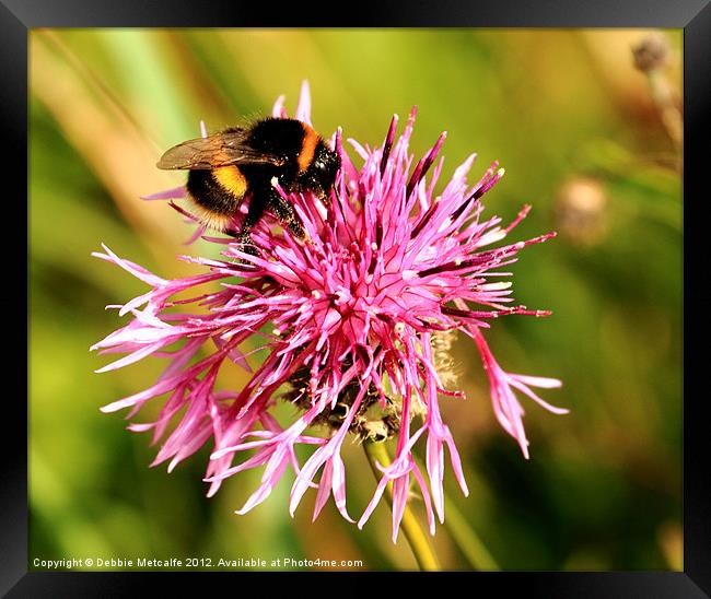Bumble Bee nectar hunt Framed Print by Debbie Metcalfe