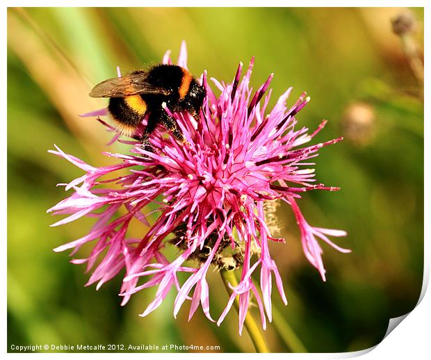 Bumble Bee nectar hunt Print by Debbie Metcalfe