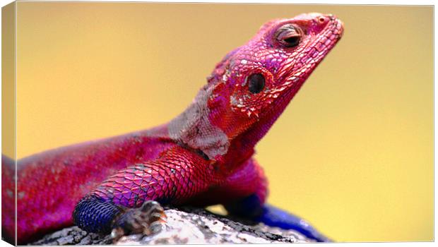 Painted Rock Agama - Tanzania Canvas Print by Chris Grindle