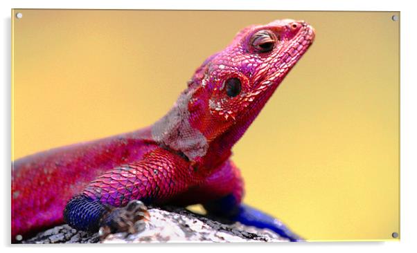 Painted Rock Agama - Tanzania Acrylic by Chris Grindle
