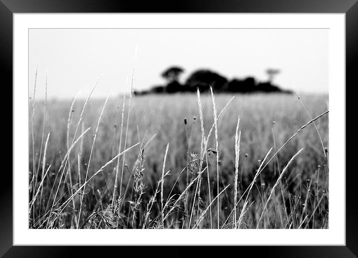 Serengeti Grass Framed Mounted Print by Chris Grindle