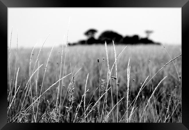 Serengeti Grass Framed Print by Chris Grindle