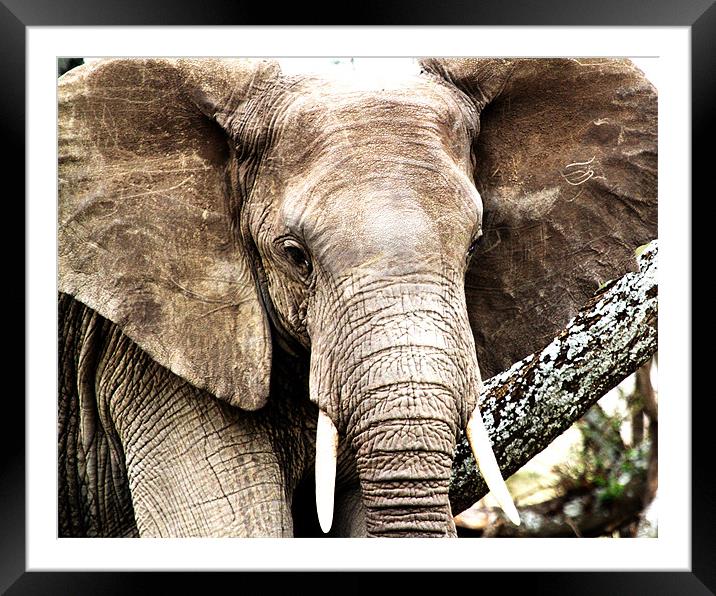 Serengeti Elephant Framed Mounted Print by Chris Grindle