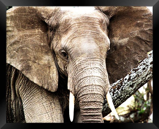 Serengeti Elephant Framed Print by Chris Grindle