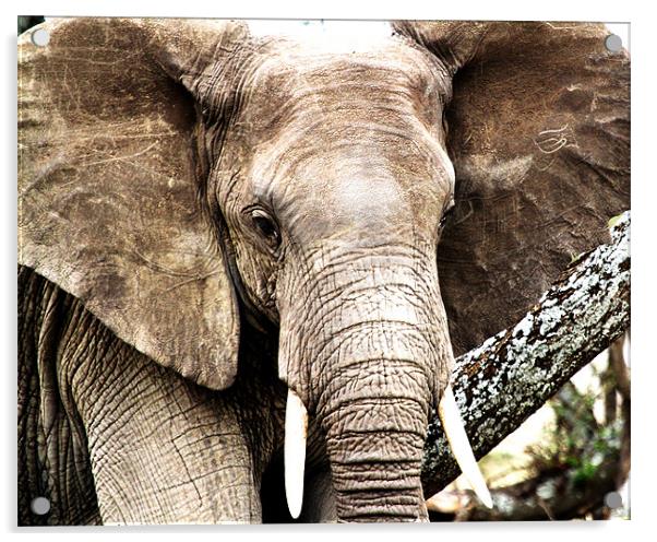 Serengeti Elephant Acrylic by Chris Grindle