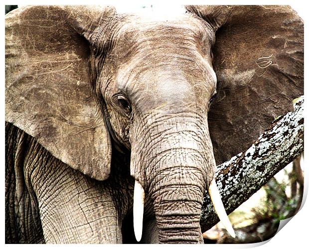 Serengeti Elephant Print by Chris Grindle