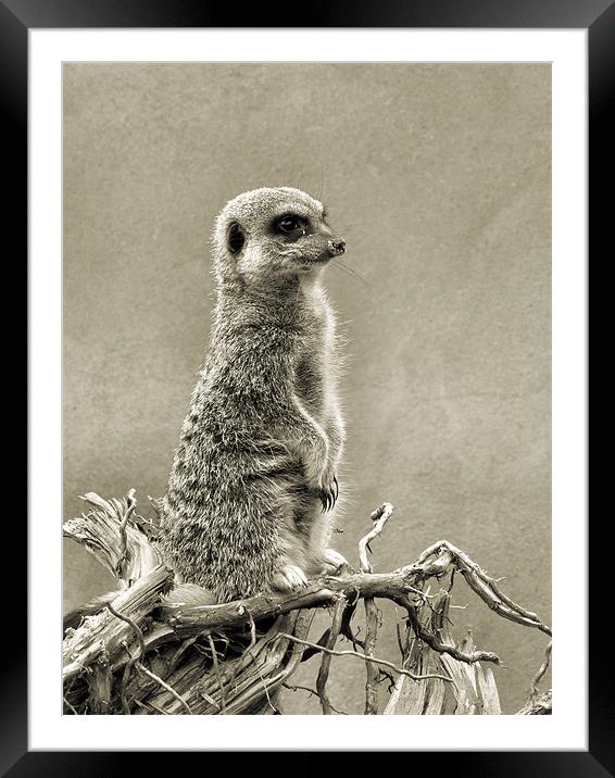meerkat Framed Mounted Print by Heather Newton