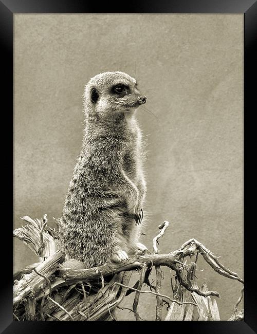 meerkat Framed Print by Heather Newton