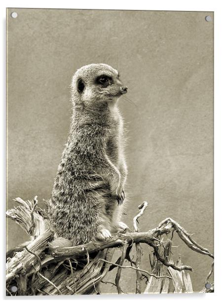 meerkat Acrylic by Heather Newton