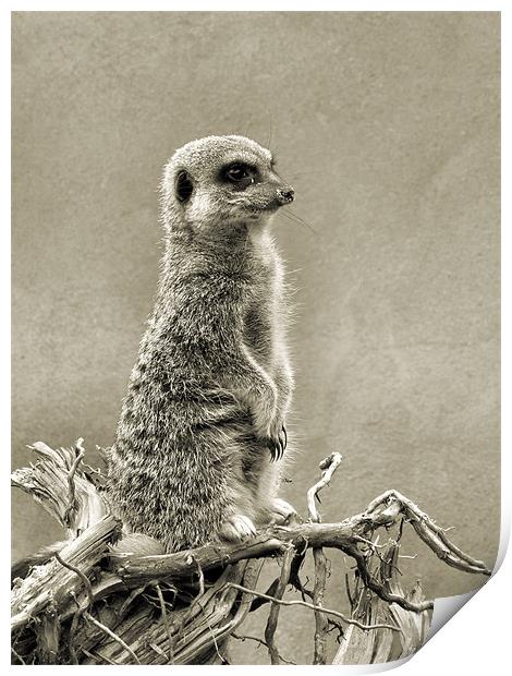 meerkat Print by Heather Newton