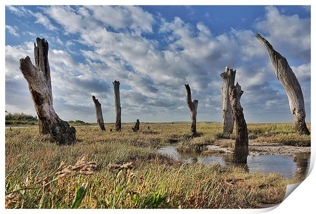 Old wooden posts Thornham marsh Print by Gary Pearson