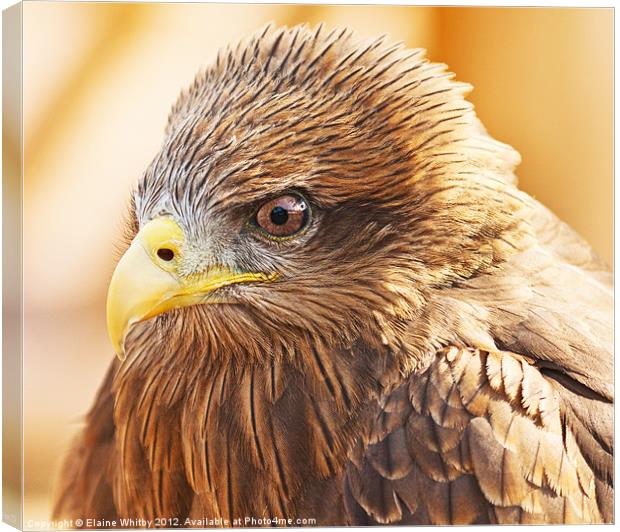 Yellow Billed Kite Canvas Print by Elaine Whitby