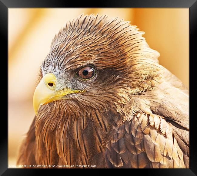 Yellow Billed Kite Framed Print by Elaine Whitby