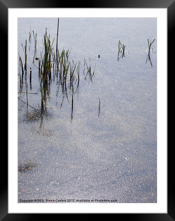 Grasses in sparkling lake Framed Mounted Print by DEE- Diana Cosford